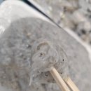 장고항 | 지금 아니면 못 먹어요... 당진 장고항 실치회+ (귀꼴뚜기 충격 후기)