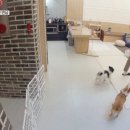 펫미픽미 이미지