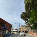 태백관 - 세종특별자치시 조치원5길 19 | 부산 탕수육 맛집 추천 블루리본 맛집 동래 태백관 솔직후기