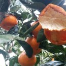 알뜰 농장 이미지