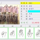 중도매인20호 티스토리