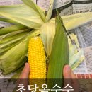 다채움푸드, 산지직송 초당 옥수수 즐기기