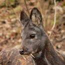 【사향노루, 궁노루】 「한명희_비목의 가사」 이미지