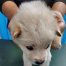 운봉동물병원 이미지