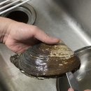 회성수산 | [집밥] 달콤하고 아삭한 왕우럭조개