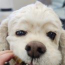 레오나오 이미지