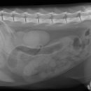 페트로동물의료원 이미지