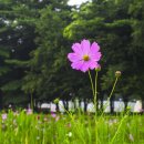 독불장군 이미지