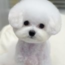 후즈독 이미지
