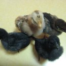 미사 게이트볼장 이미지