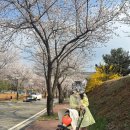 안성맞춤랜드 | 🌸 안성 벚꽃 명소, 아기랑 가기 좋은 안성맞춤랜드 봄 나들이 후기