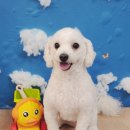 애견미용실 이미지