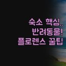 인모텔 | 여행 숙소 고민 끝 | 더 랜드마크 인 오션 브리즈 파크 모텔 솔직 후기 | 체크인 시간부터 반려동물...