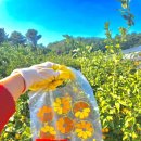 신효동-3 | 서귀포 감귤박물관 파머프렌즈 감굴따기체험 내돈내산 후기, 귤따기 꿀팁