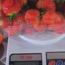 청춘베리팜 네이버블로그