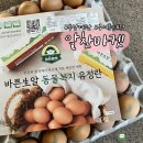 알찬유정란농장 | [부산] 구서동 계란 동물복지 유정란 판매하는 알찬마켓