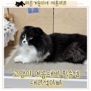 나무타는고양이 구경하는강아지 | 곧 더워지는 여름대비를 위한 고양이 강아지 대리석아빠 쿨매트