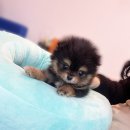 내품안의반려견 은평점 이미지