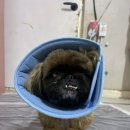 굿모닝24시동물병원 이미지