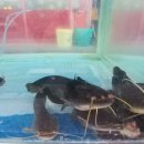 합천호토속식당 이미지