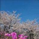 23년 3월 26일 대구시 와룡산 + 벚꽃 드라이브^^ 이미지