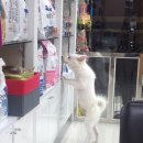 킴리동물병원 이미지