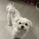 개냥이 이미지