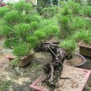 곰솔농장 이미지