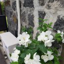 마메종민박 이미지