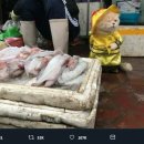 생선고양이