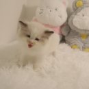 수원고양이분양 도레미캣 이미지