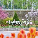 자작나무관광농원