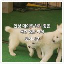 삼백로 | [경기도/안성] 풍산개가 있는 아이랑 방문하기 좋은 애견 동반 카페 '풍사니랑' 솔직 후기