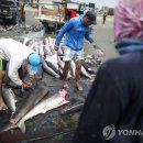 아시아의 유별난 '샥스핀' 식탐에 페루 상어 씨 마른다 이미지