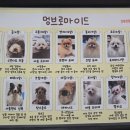 멍브로 이미지