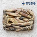 당동 어선대체부두 | 가성비 적도오징어 20kg 뷔페/급식/업소용으로 제격