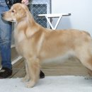 CHERISH GOLDEN 이미지