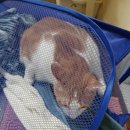 냥아치냥 이미지