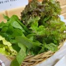 메밀사랑 이미지