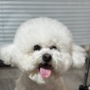 부산애견호텔 댕스스쿨 이미지