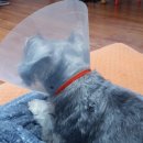 중곡동물병원 이미지