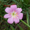 하늘이네 이미지