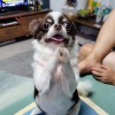 초콜릿종합동물병원 이미지