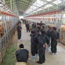 한우사양교육 이미지