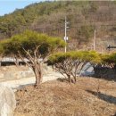 수회리로 Daum카페