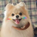 푸드르르 이미지