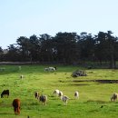 제주의 제주마 이미지