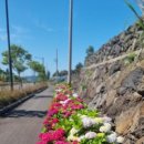 서호동-39 이미지