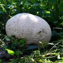 산내면 입석마을 이미지