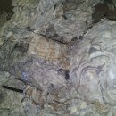 옻나무집 이미지